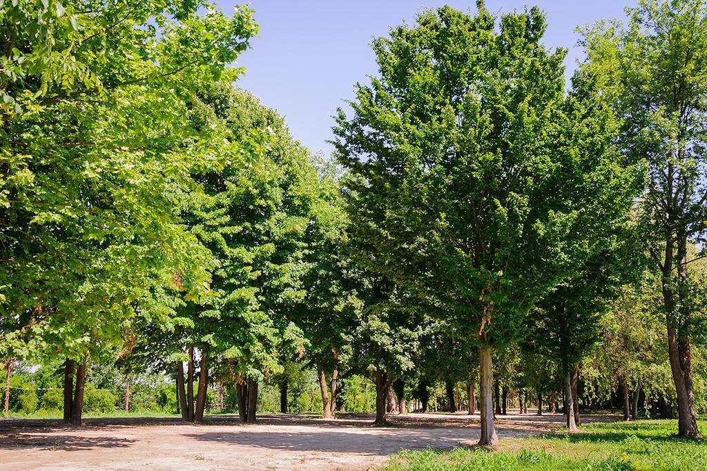 Agriturismo Villa Serena Vigonovo  Exterior photo